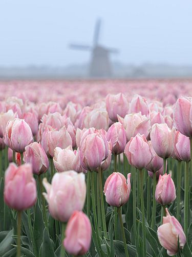 Roze tulpen