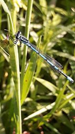 Herfst sur Miranda Van Boxmeer