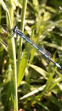 Herfst von Miranda Van Boxmeer
