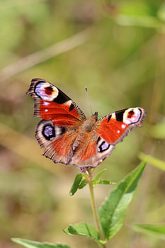 Papillon paon du jour dans la verdure