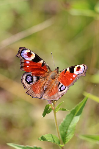 Peacock butterfly amongst the greenery