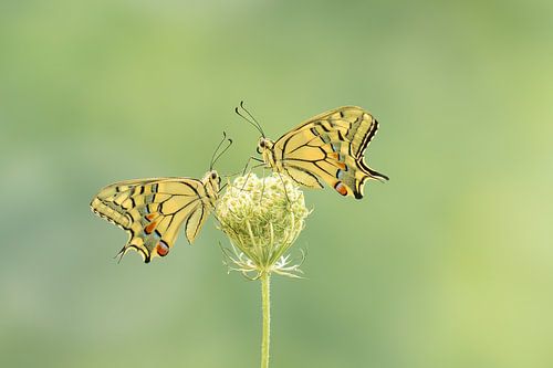 twee koninginnepages op wilde peen, Papilio Macheon