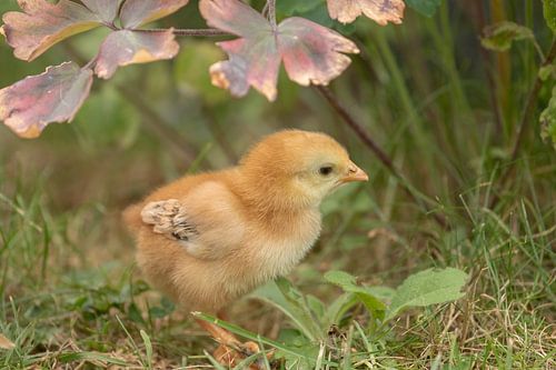 Kuikentje 5 dagen oud, in de tuin van Tanja van Beuningen