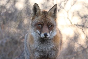 Renard au coucher du soleil