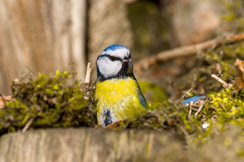 Blue tit on the forest floor