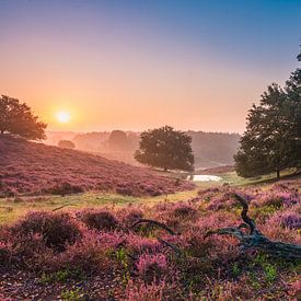 Bloeiende heide op de posbank van Michel Knikker