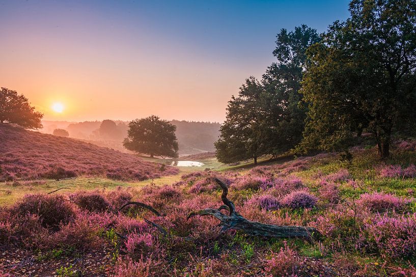 Flowering heather on the posbank by Michel Knikker