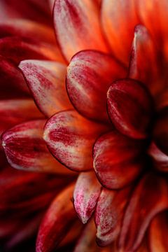 Dahlia kleurrijke foto print aan de muur | macrofotografie van Anouk Strijbos