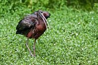 Schwarzer Ibis : Tierpark Blijdorp von Loek Lobel Miniaturansicht