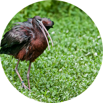 Zwarte Ibis : Diergaarde Blijdorp van Loek Lobel