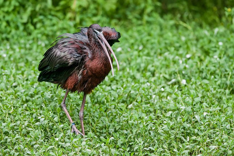 Schwarzer Ibis : Tierpark Blijdorp von Loek Lobel