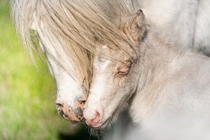 Pony veulen van Jeroen Mikkers
