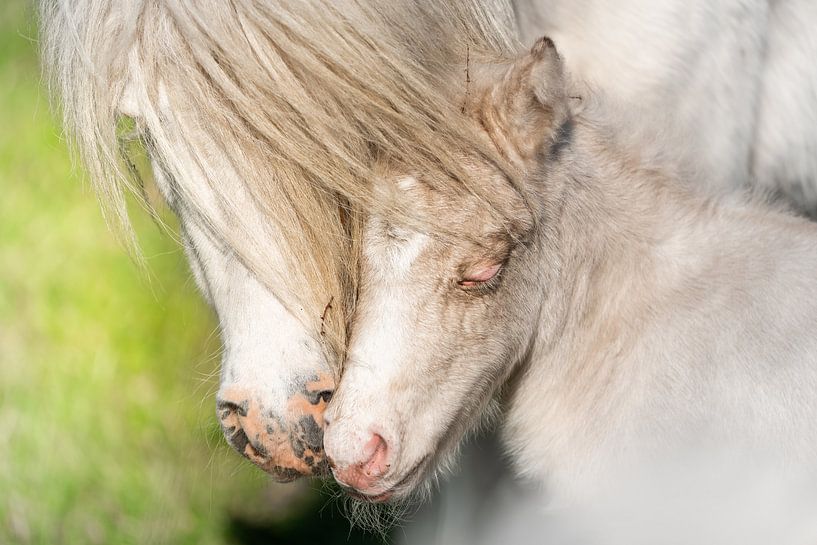 Pony-Fohlen von Jeroen Mikkers
