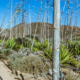 Fuerteventura, plante d'aloe vera sur Willem-Jan Smulders