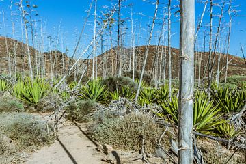 Fuerteventura, aloe vera plant van Willem-Jan Smulders