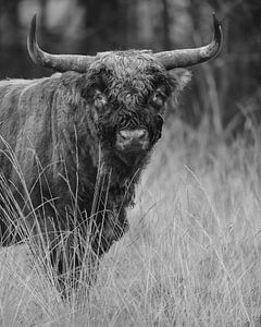 Schottische Highlander in Schwarz-Weiß
