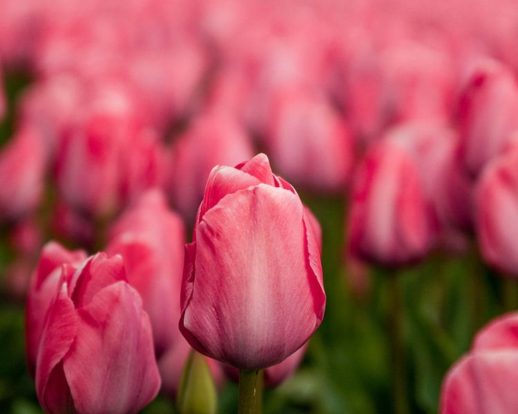 Mooie roze hollandse tulp van nick ringelberg