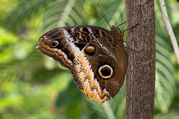 Owl butterfly on soft green background (banded owl butterfly)