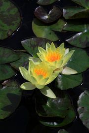 Nénuphars sur Thomas Jäger