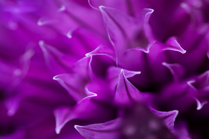 Macro shot of lilac purple chive flower by Marianne van der Zee