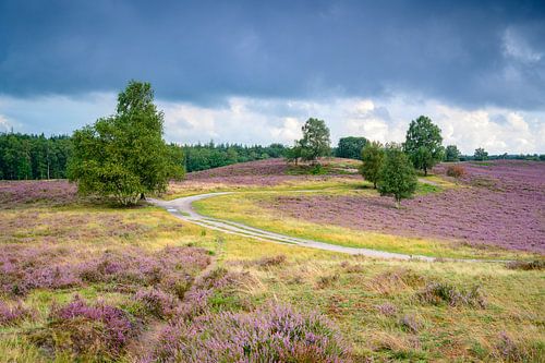 Pad over een heuvel met bloeiende heide in een heidelandschap