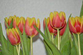 geel met rode tulpen tegen een witte achtergrond