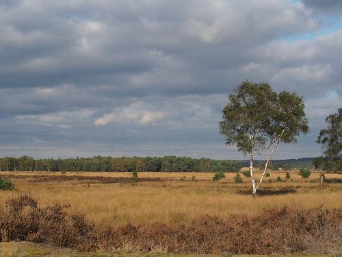 La savane néerlandaise