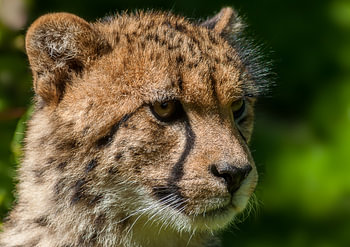 Cheeta...