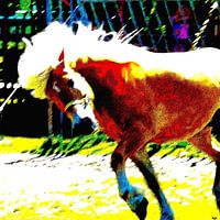 Cheval de cirque