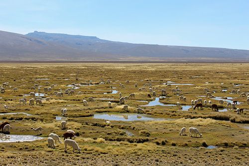 Lama's en alpaca's
