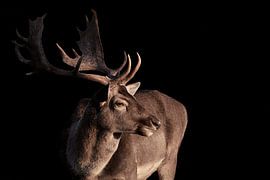 Damhert met gewei van Thomas Marx