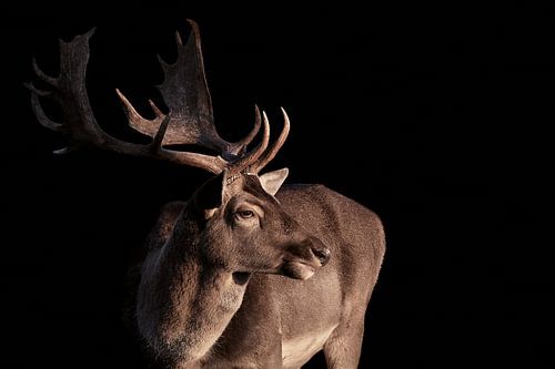 Daim avec bois de cerf
