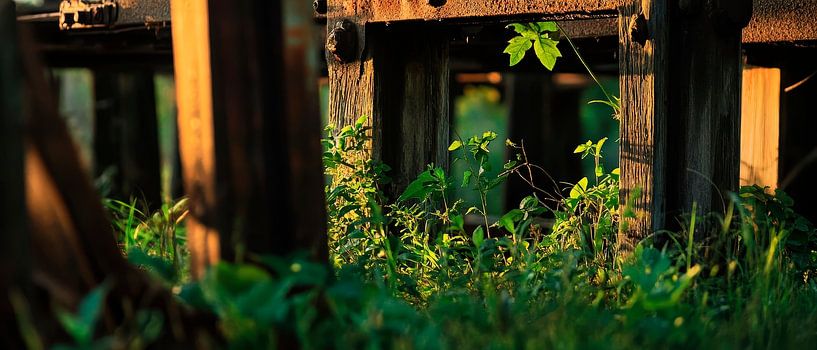 Logs with grass - nature by Poster Art Shop