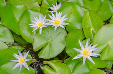 Water lilies in bloom on green water