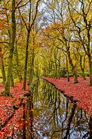 Water in the forest with autumn colors