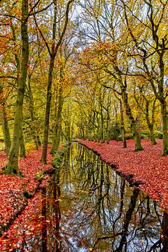 Water in the forest with autumn colors by vincentdevriesfoto.nl