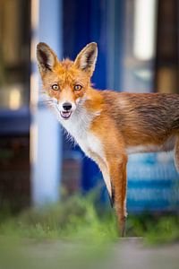 fox