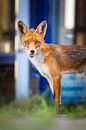 fox by Pim Leijen thumbnail