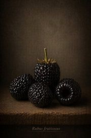 Blackberry — still life in classical light by Bert Quaedvlieg