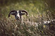 Shy sheep by Chantal Nederstigt thumbnail