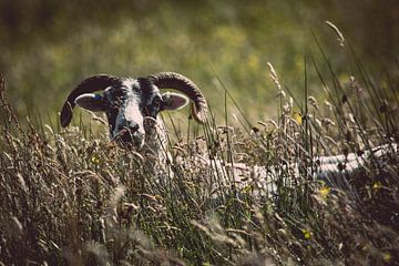 Het verlegen schaap