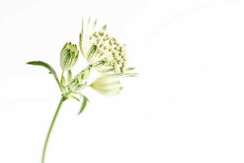 Large star screen, or Zeeland knot.