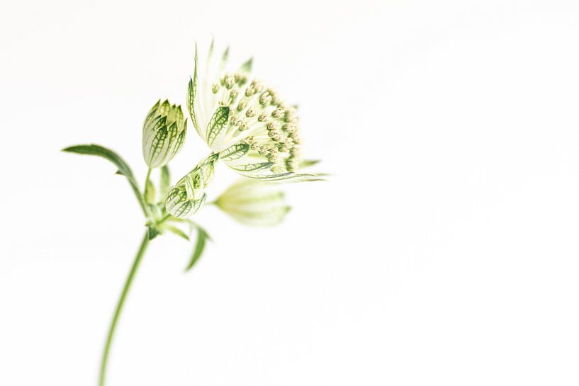 Large star screen, or Zeeland knot. by Monique van Helden