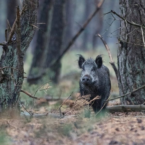 Sanglier dans la forêt - Sus scrofa par whmpictures .com