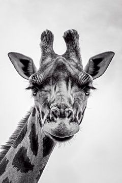 Porträt einer Giraffe von Richard Guijt Photography