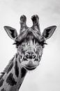 Porträt einer Giraffe von Richard Guijt Photography Miniaturansicht