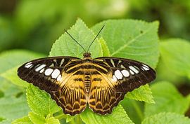 Vlinder op een groen blad by Piebe van den Berg