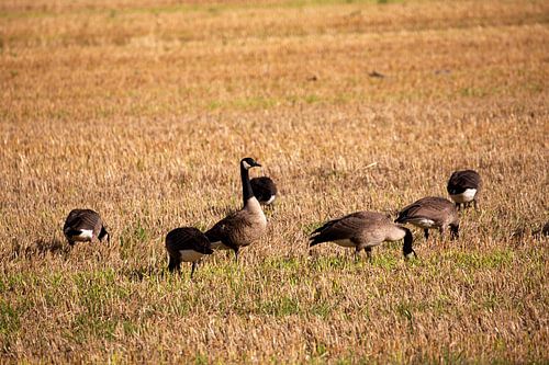 Wilde ganzen op landbouwgrond