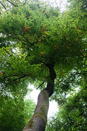 Woods & Tree by SPIRIT OF NATURE - Chris Lindhout