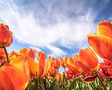 Tulipes orange par Patrick Herzberg Aperçu